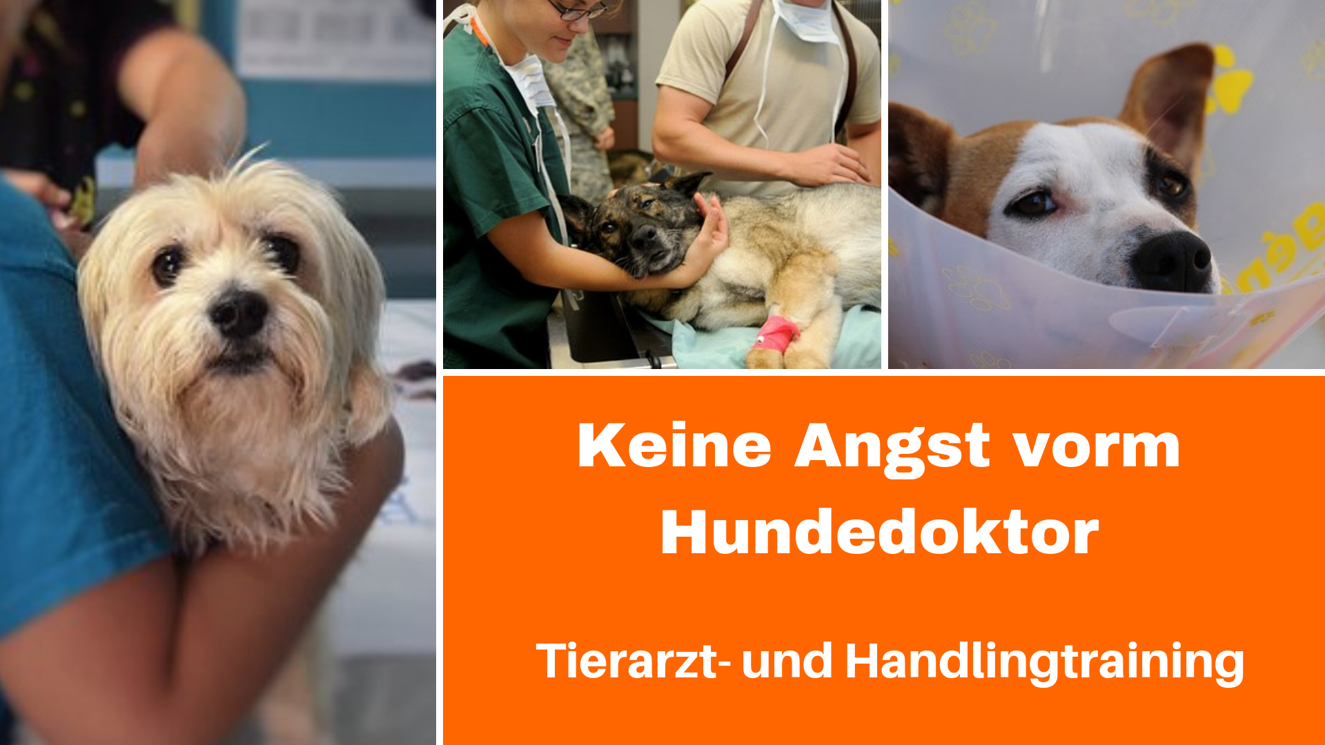 medical training Medical Training mit Hund