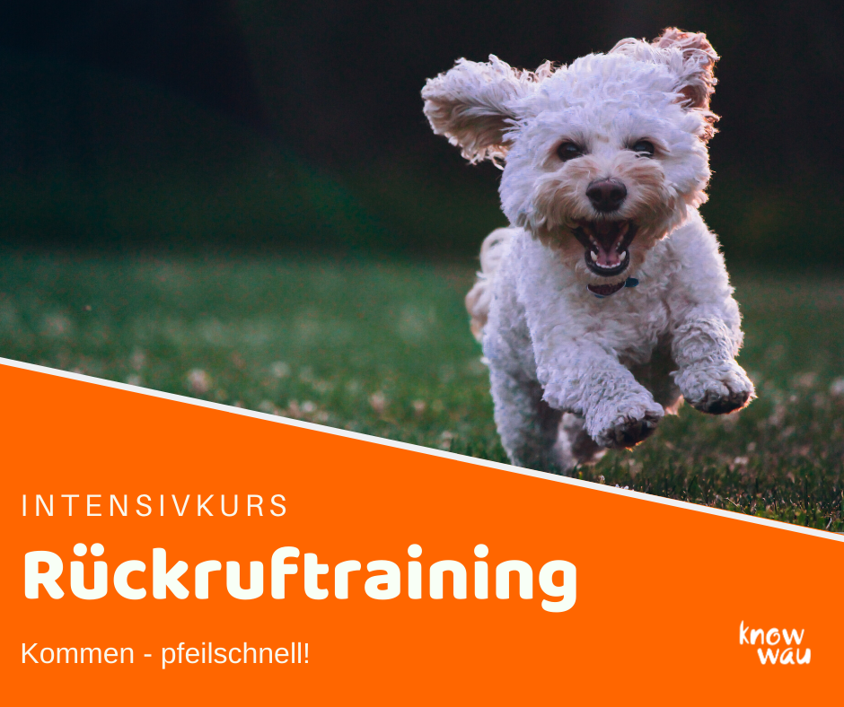 Rueckruf Rückruftraining