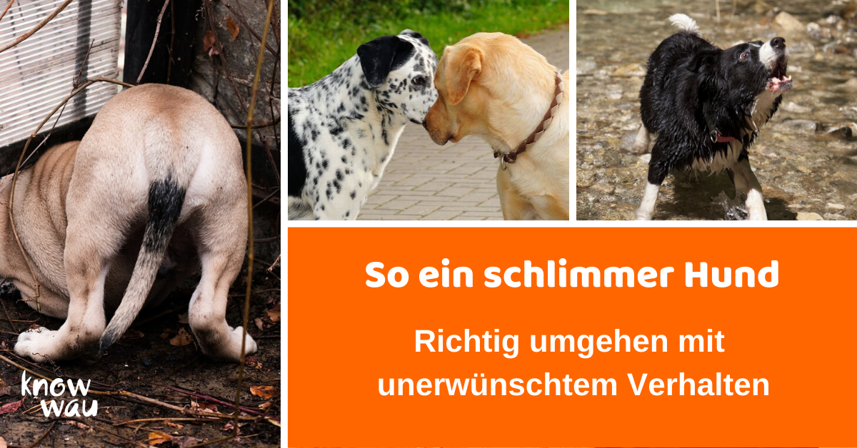 schlimmer hund
