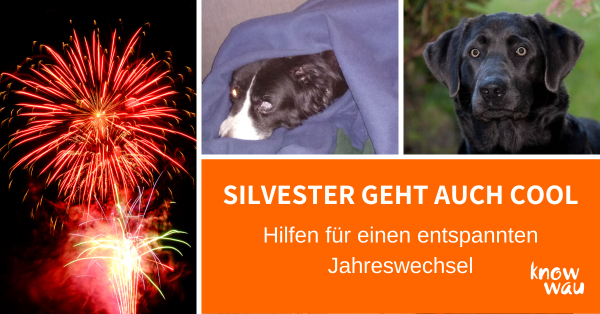 Silvester geht auch cool Hund hat Angst vor Silvester, Onlinevortrag