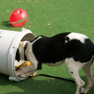 spass mit hund spass mit hund