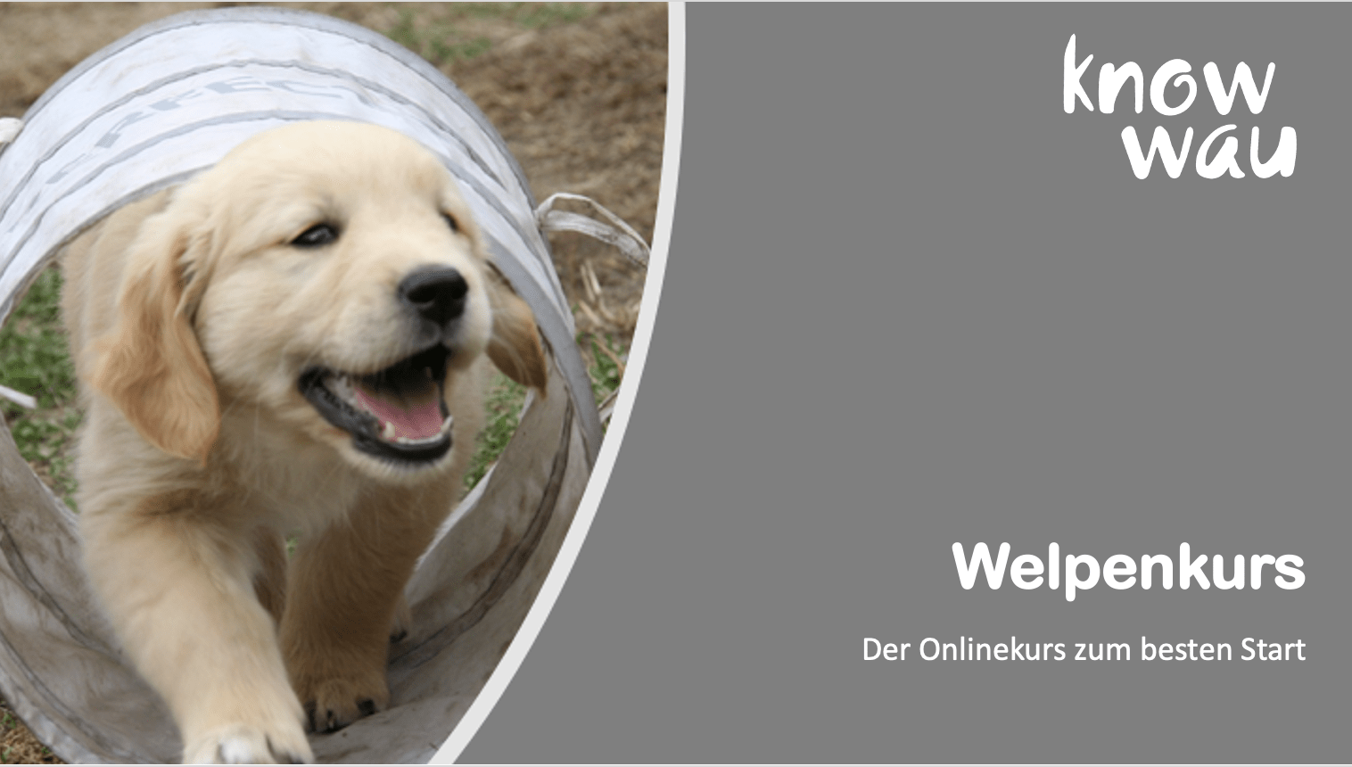 Onlinekurs für Welpen online welpenkurs von know wau