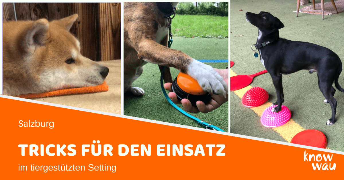Tricks für Therapiehunde und Besuchshunde