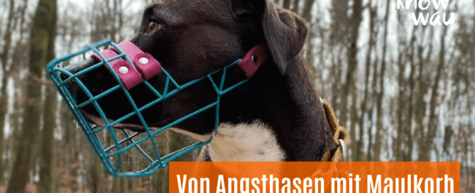 hund mit maulkorb