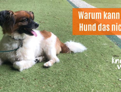Warum kann der Hund das nicht?