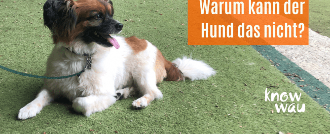 Warum kann der Hund das nicht