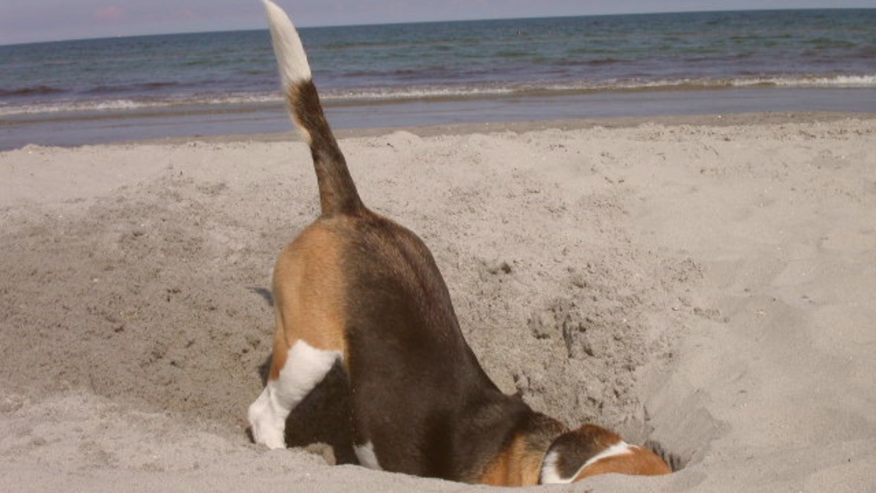 Hund hat Spaß beim Training