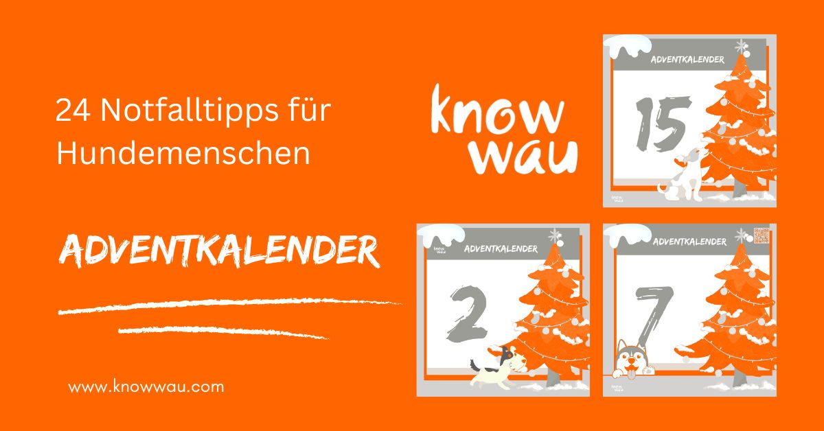 Adventkalender – Notfalltipps für Hundemenschen