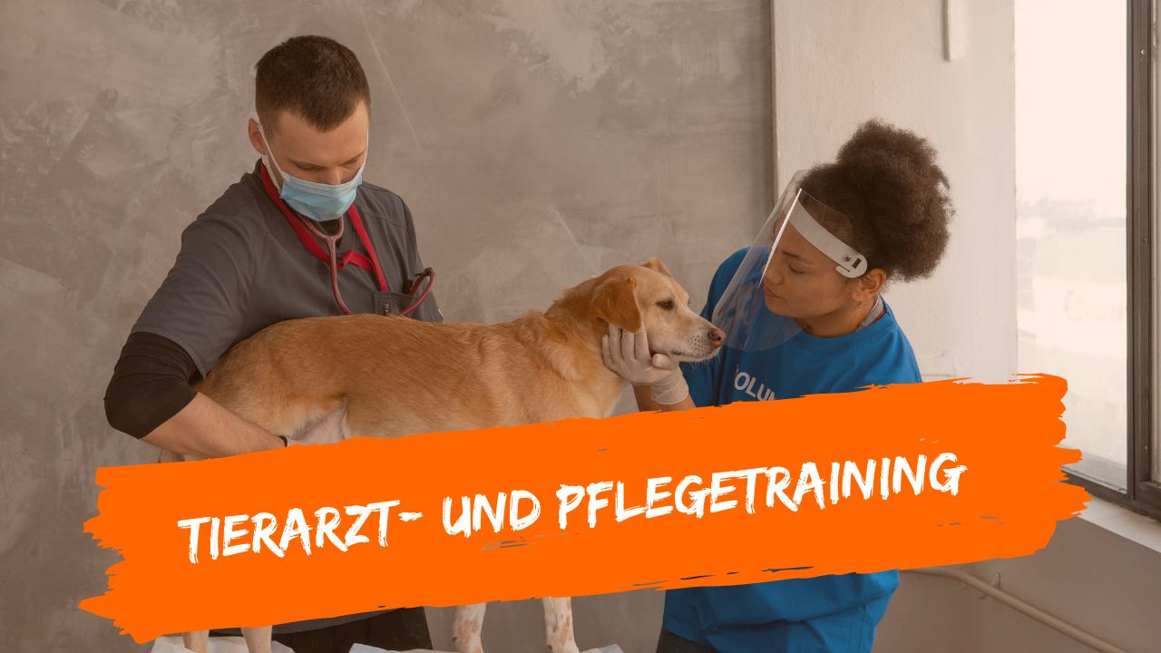 tierarzt-online-1