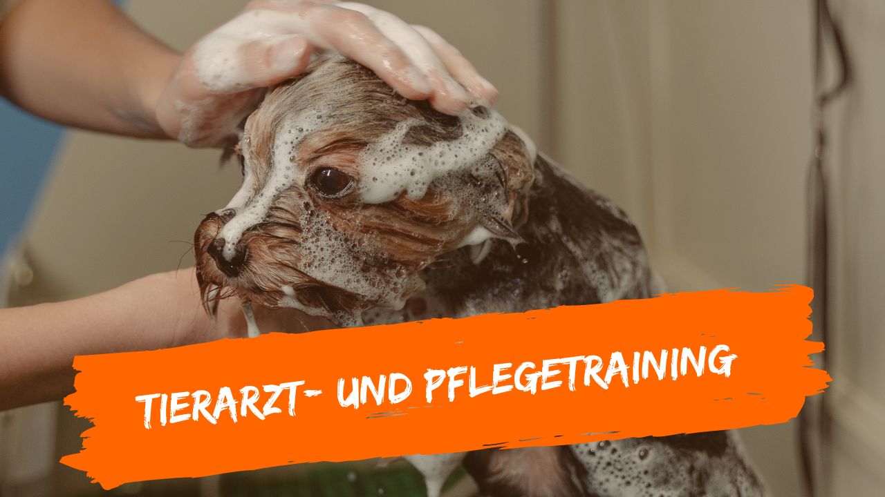 tierarzt-online-11