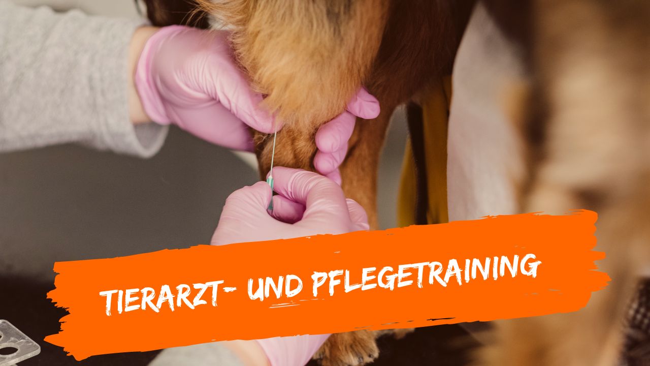 tierarzt-online-3