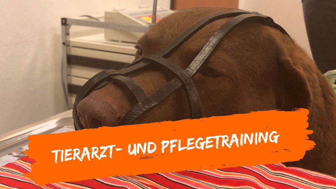 tierarzt-online-5