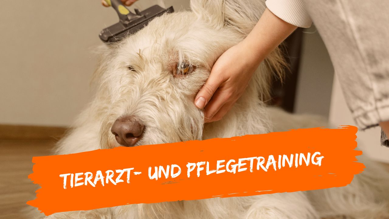 tierarzt-online-9