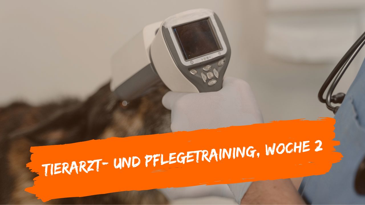 tierarzt-online-woche-2
