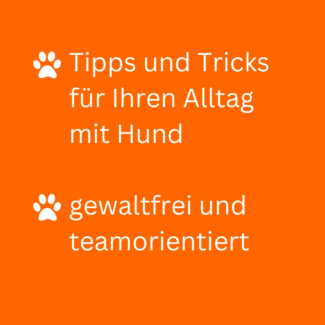 für ein harmonisches Mensch-Hund-Team