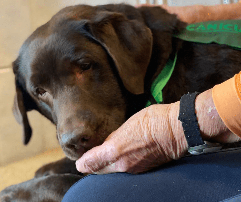 therapiehundeausbildung-tirol Therapiehundeausbildung in Tirol
