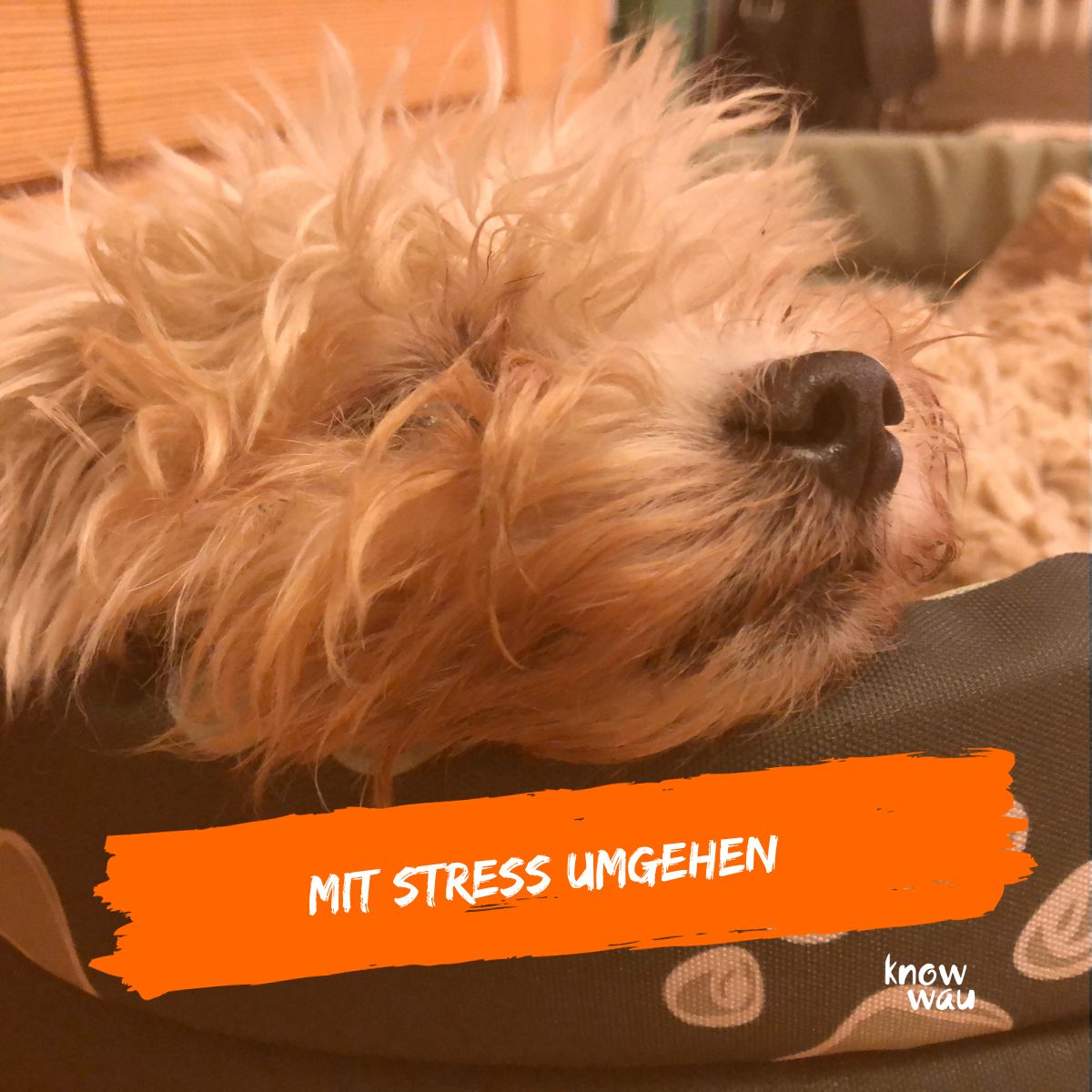 Hund hat Angst