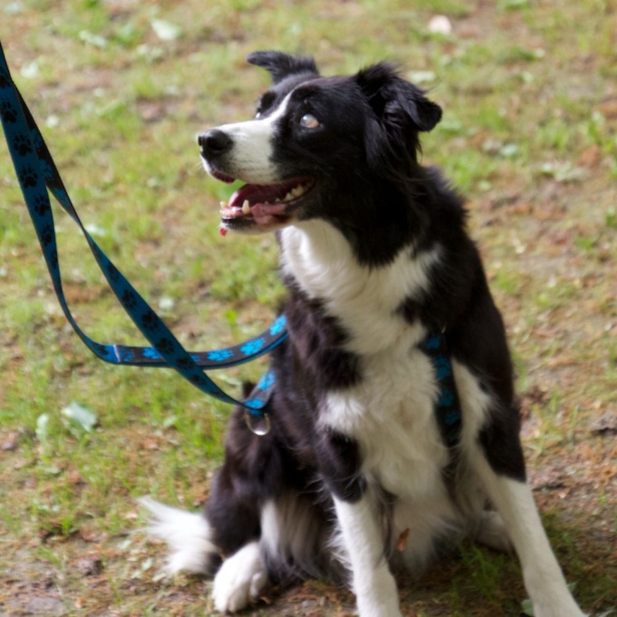 Sachkundenachweis für Salzburger Hundehalter