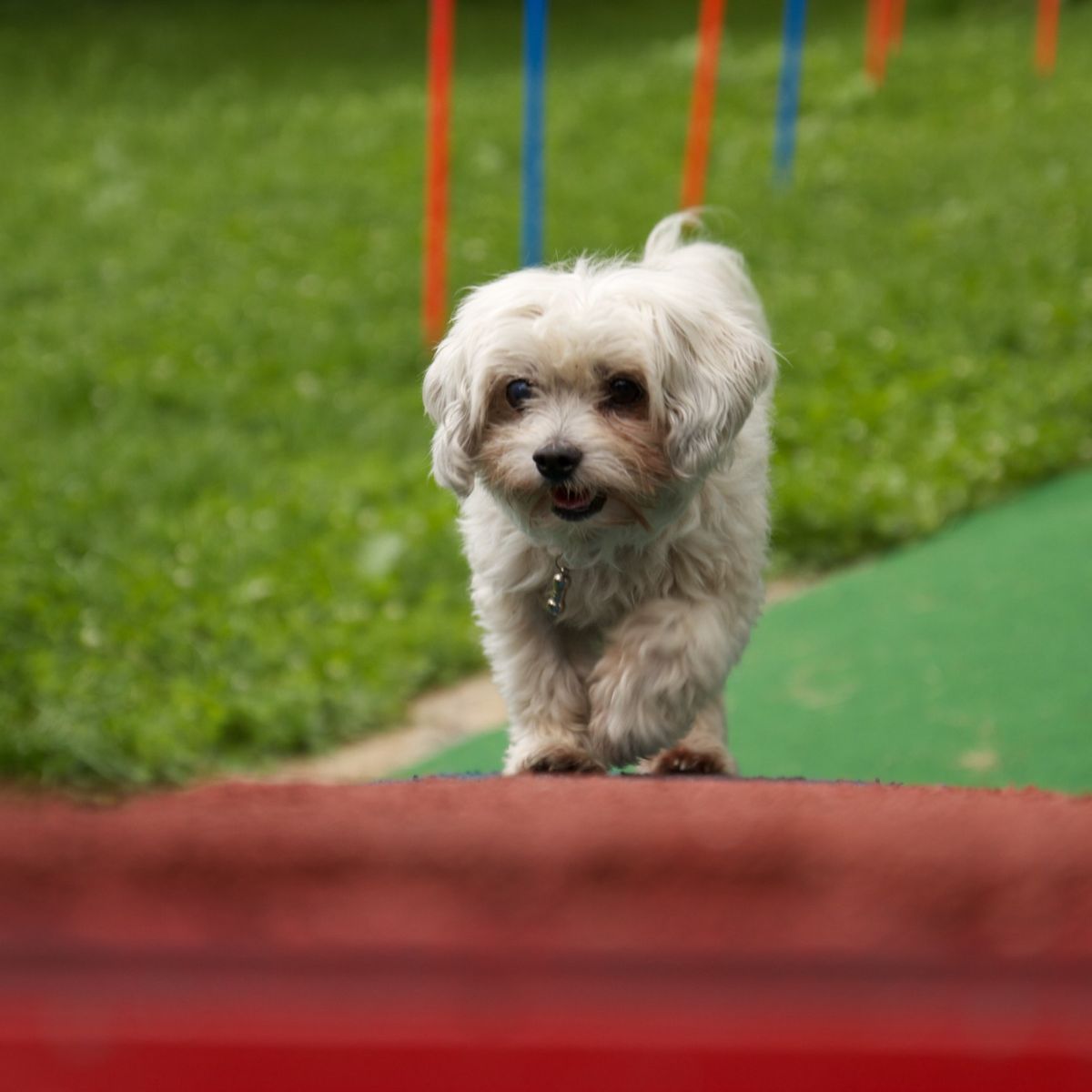 Hundeschule macht Spaß