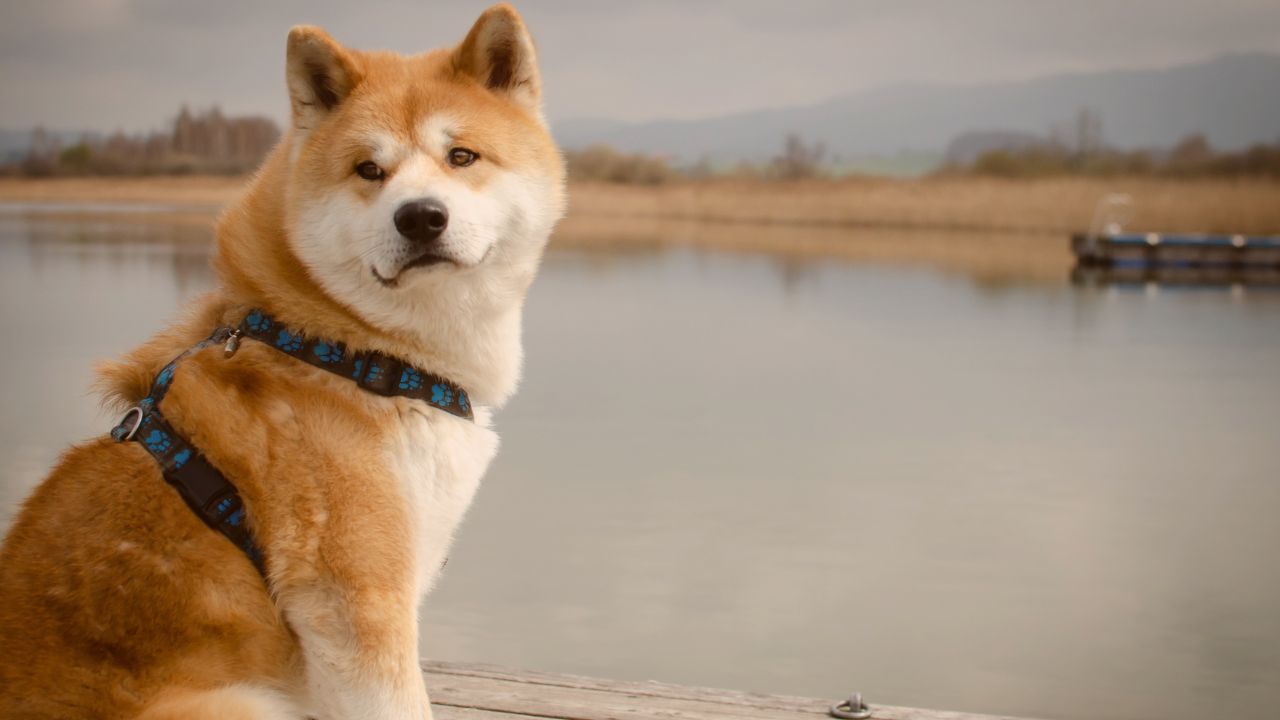 Mitgliederbereich für ein harmonisches Mensch-Hund-Team