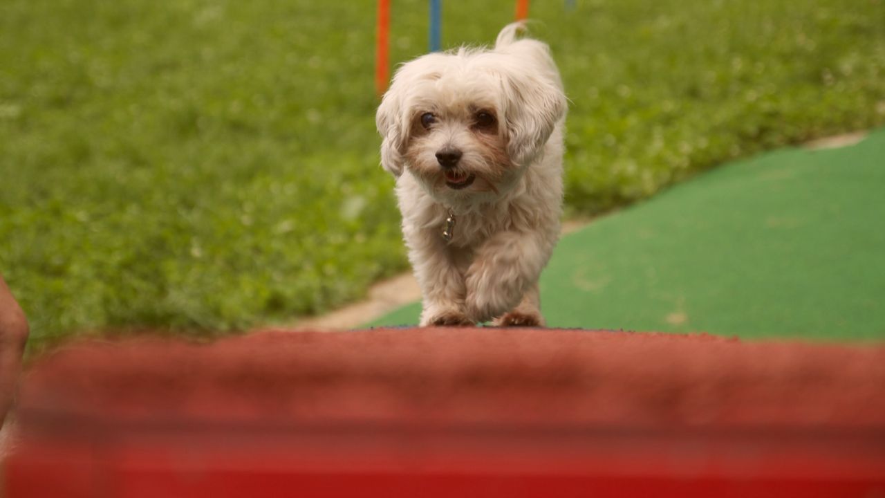 Hundschule für kleine Hunde