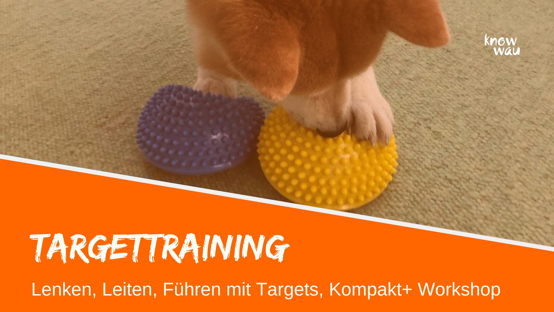 Targettraining für Hunde – lenken, leiten & führen