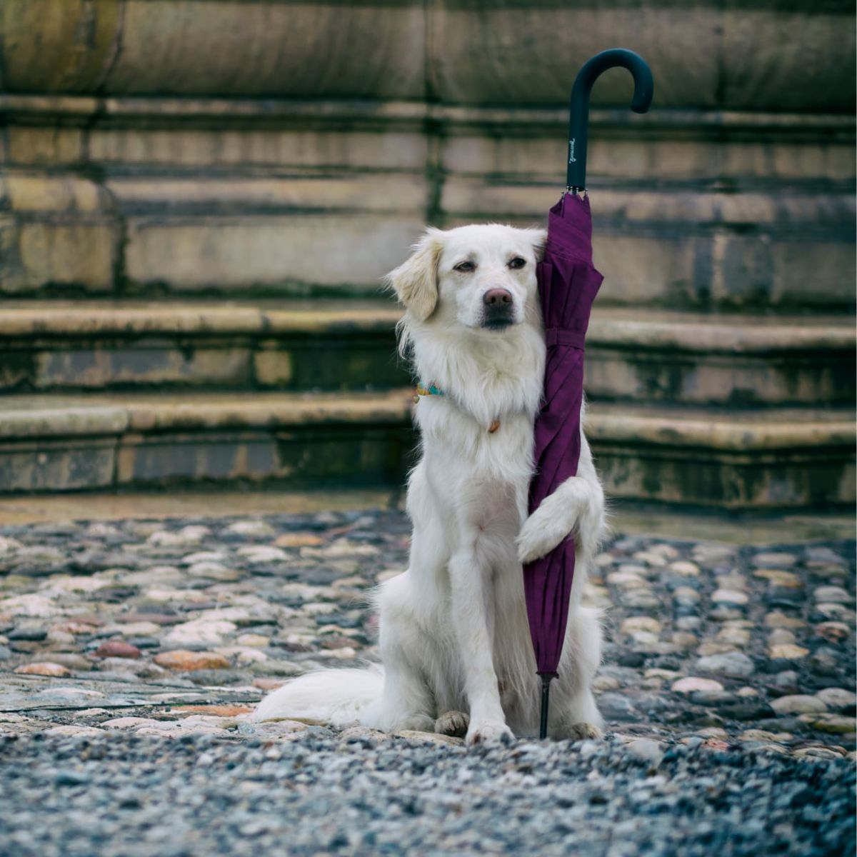 Clickertraining - erfolgreich trainieren