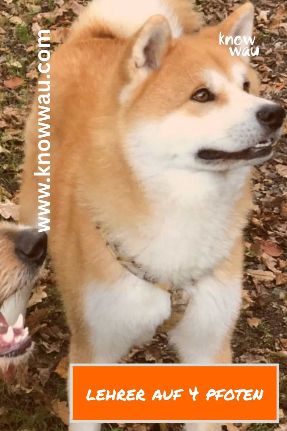 Machen Sie Ihren Hund zu Ihrem Verbündeten