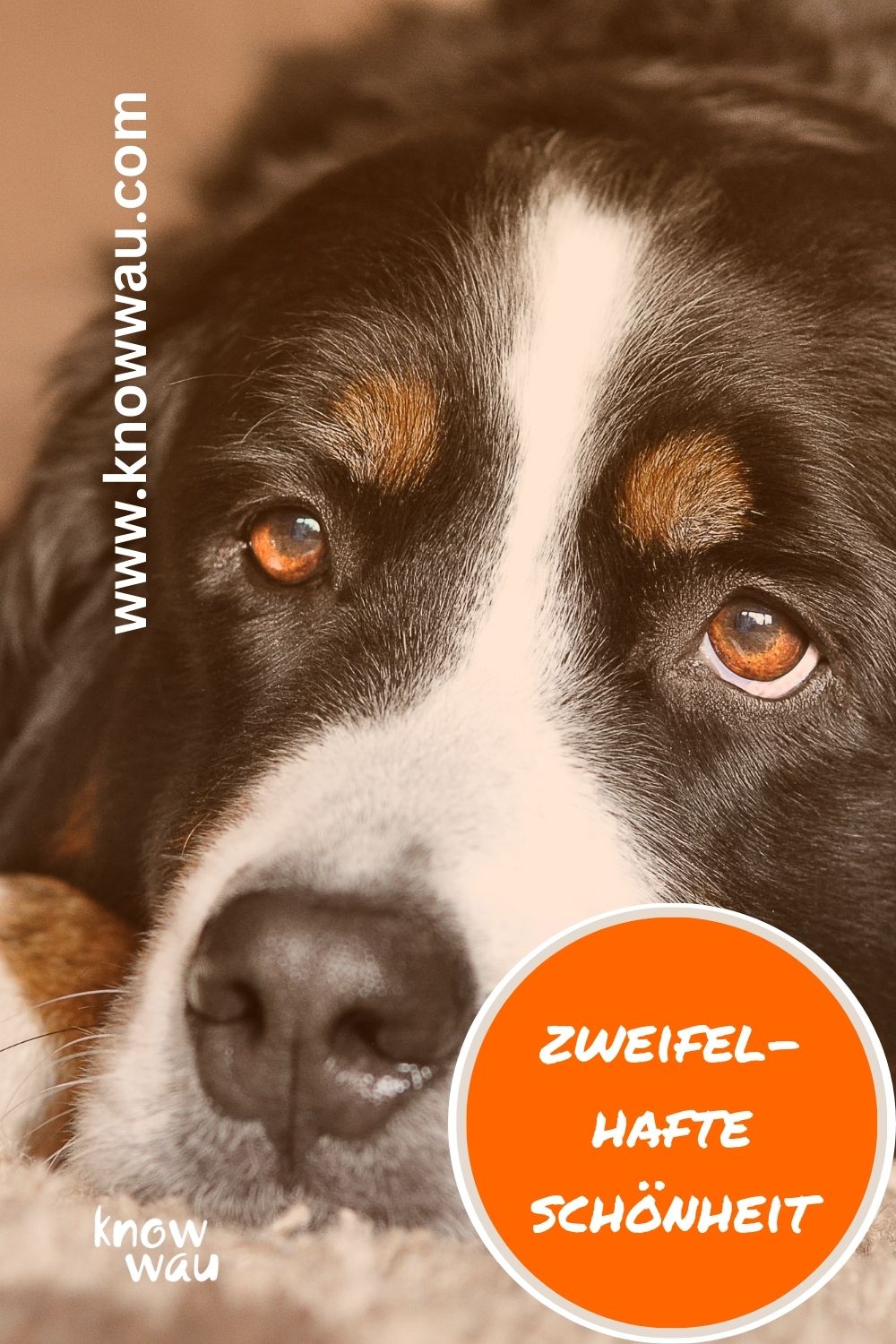 Ist Qualzucht schön?