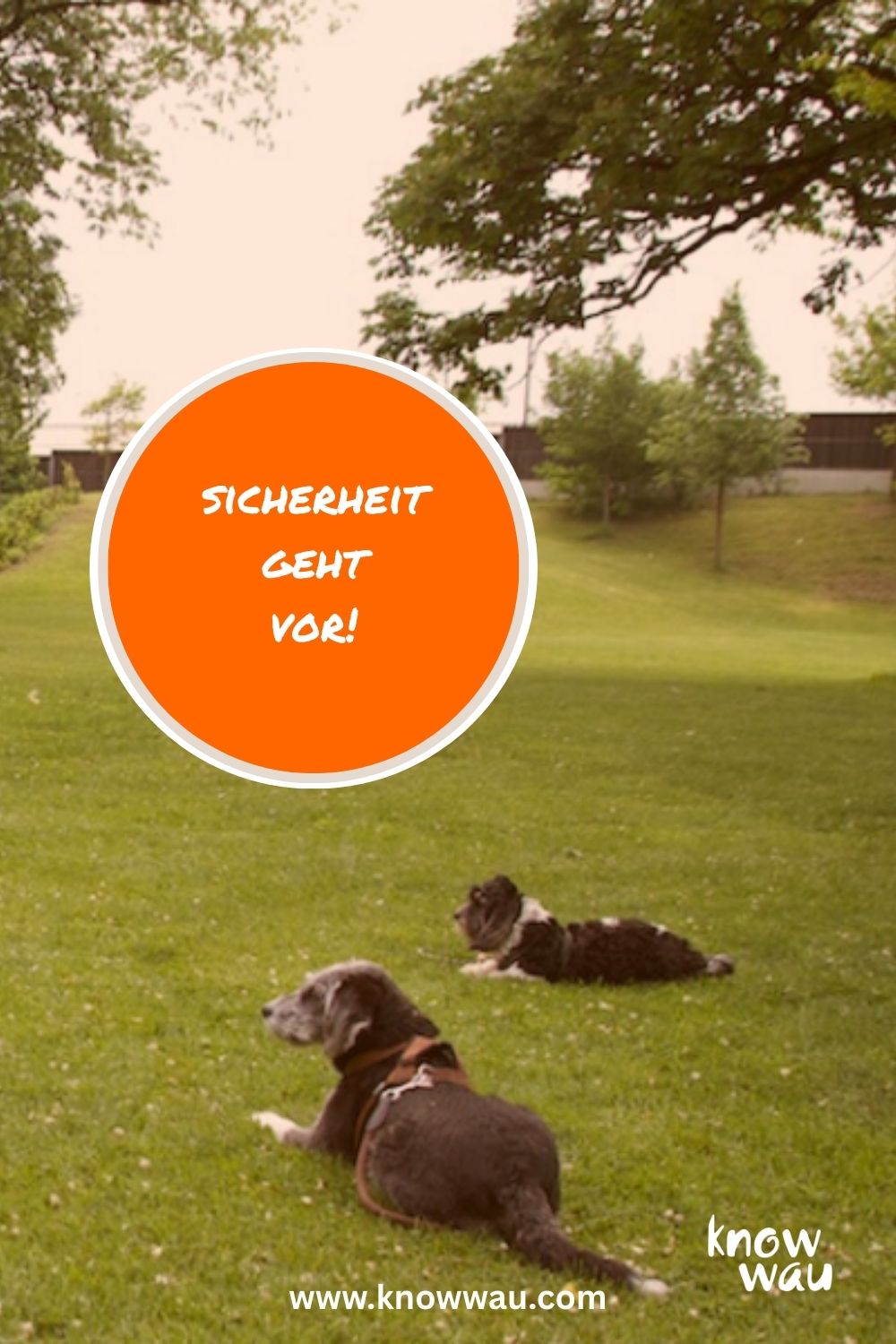 Sicherheit mit Kind und Hund