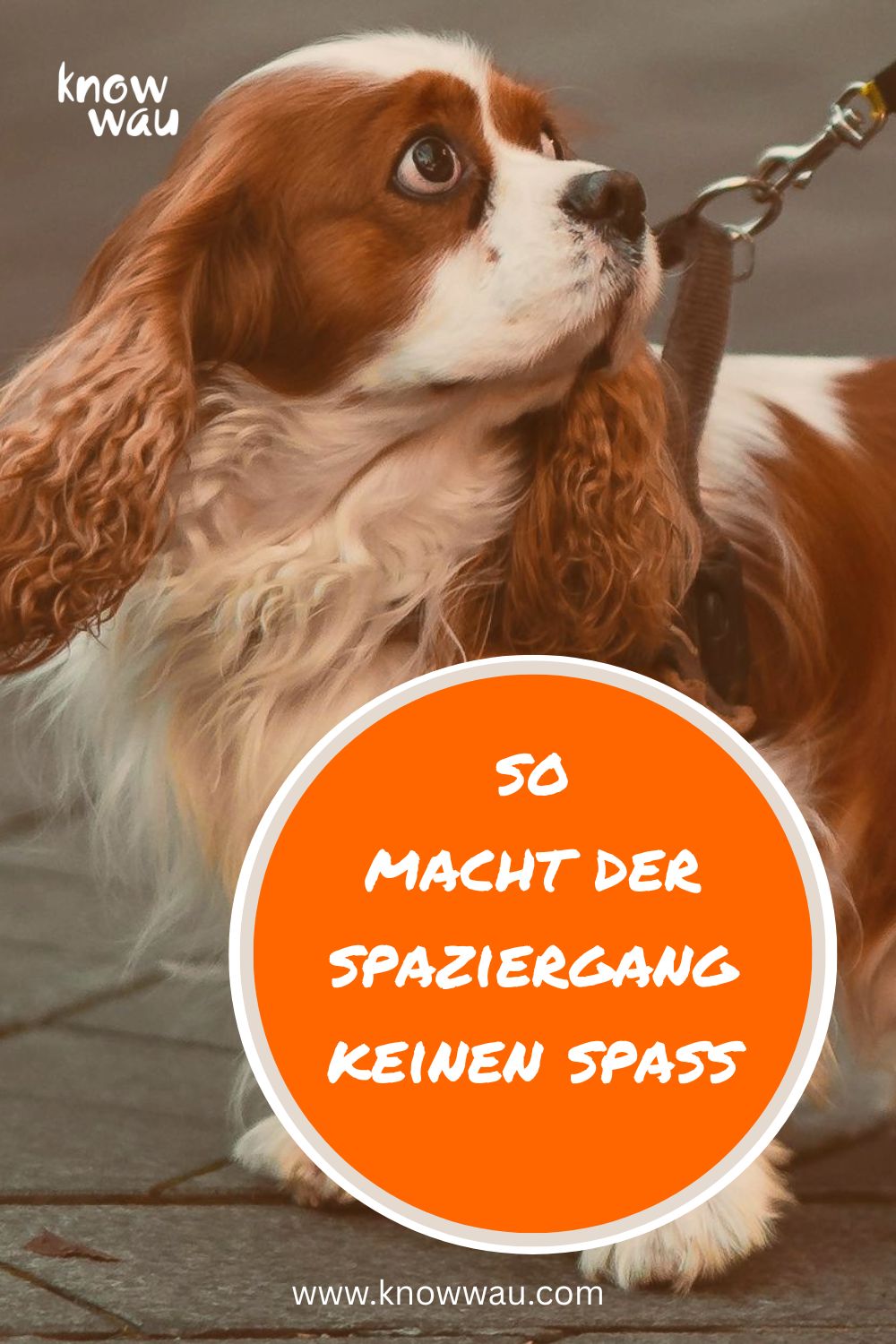 So macht der Spaziergang keinen Spaß