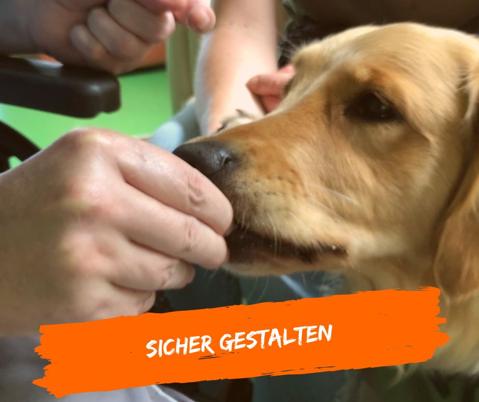 Therapiehundeinsatz sicher gestalten
