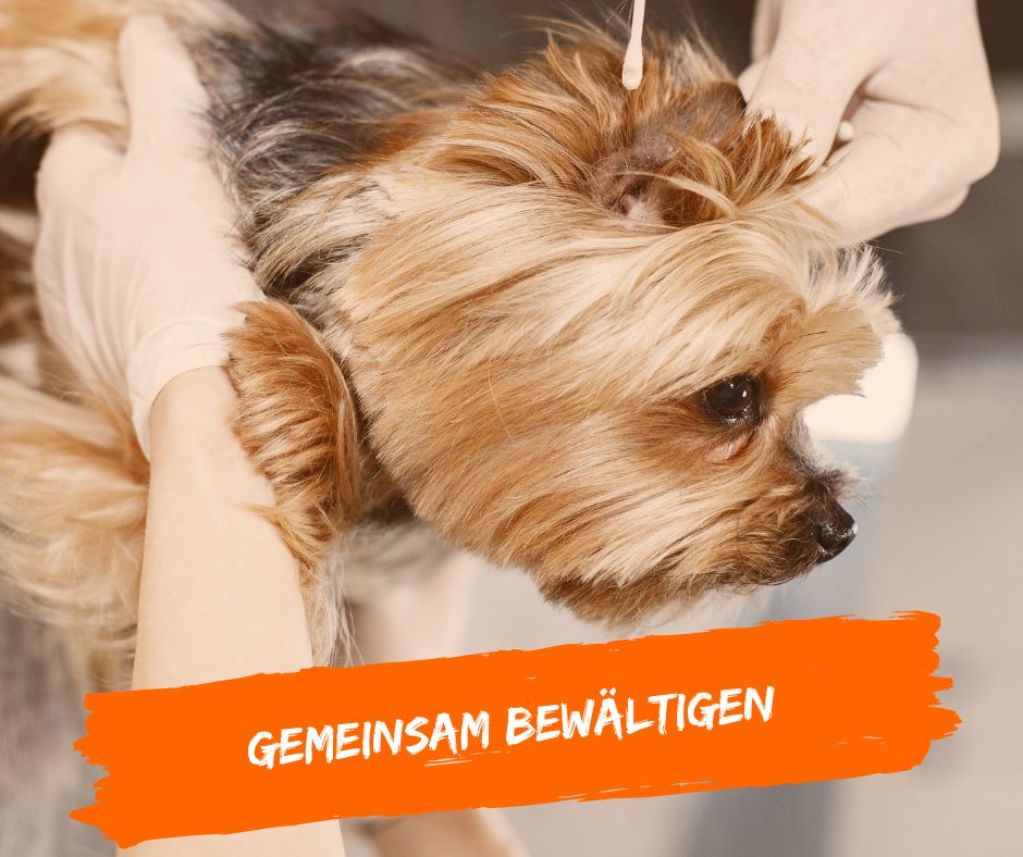 Tierarztbesuch sicher gestalten