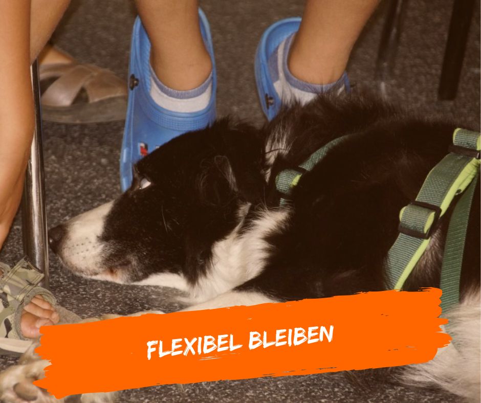 Im Therapiehundeeinsatz flexibel bleiben