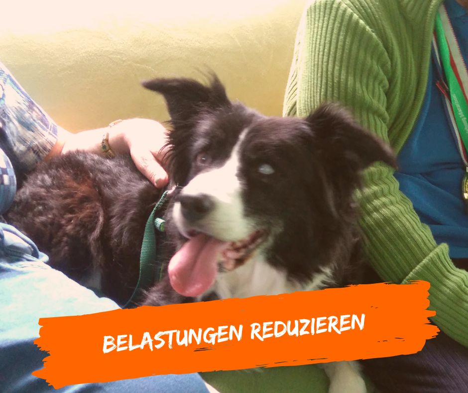 Belastungen für Therapiehunde im Einsatz reduzieren