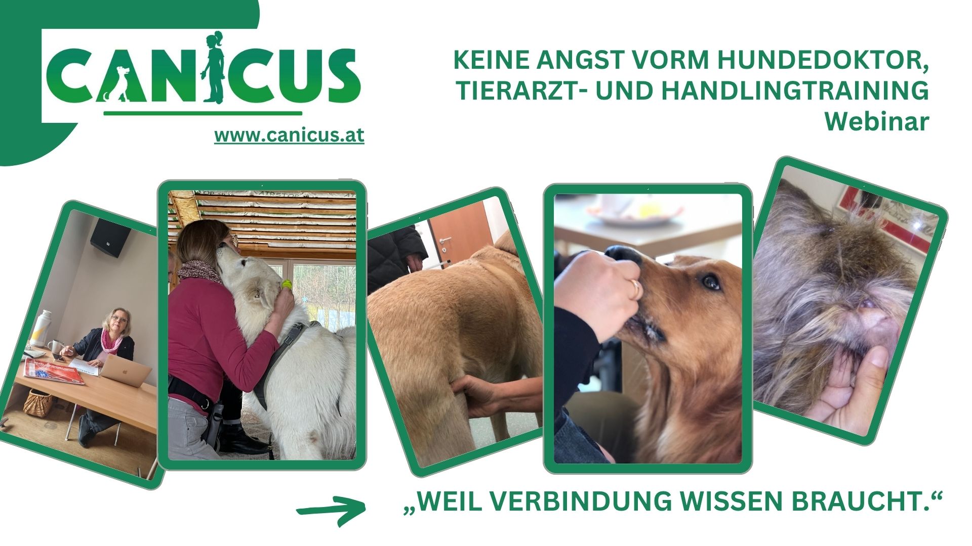 Tierarzt- und Handlingtraining für Therapiehunde