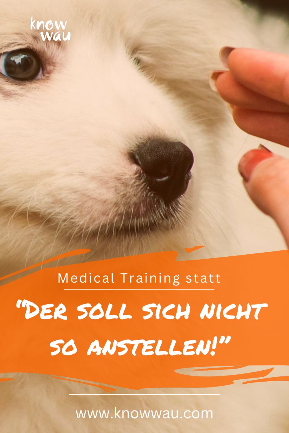 Tierarztbesuche gemeinsam meistern