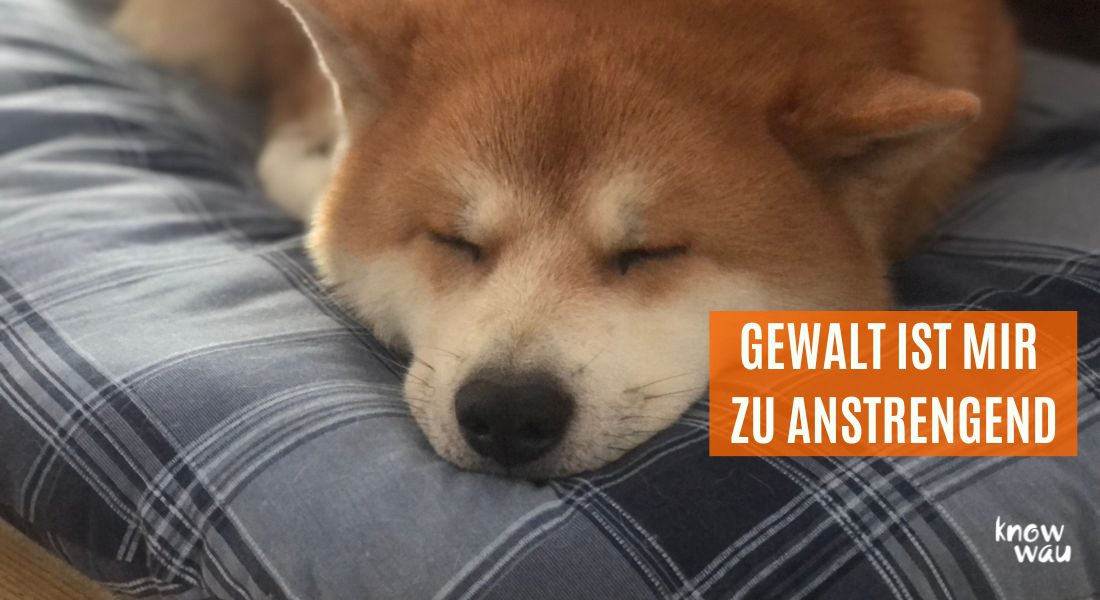 ntspannter Hund liegt schlafend auf einem blaukarierten Kissen – Symbol für Sicherheit, Vertrauen und gutes Hundetraining ohne Gewalt