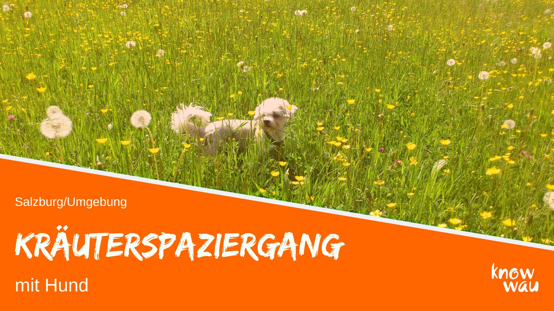 Kräuterwanderung mit Hund