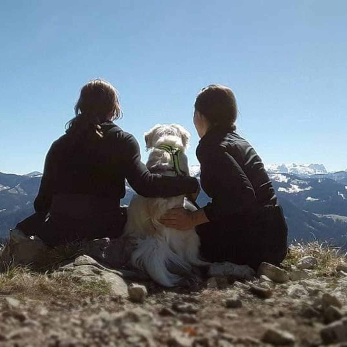hundherum, der Mitgliederbereich