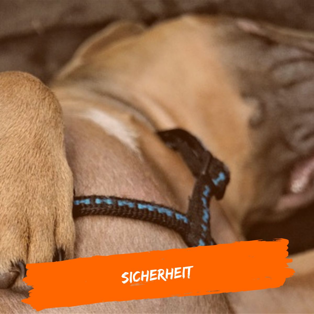 Damit Ihr Hund sich sicher fühlt