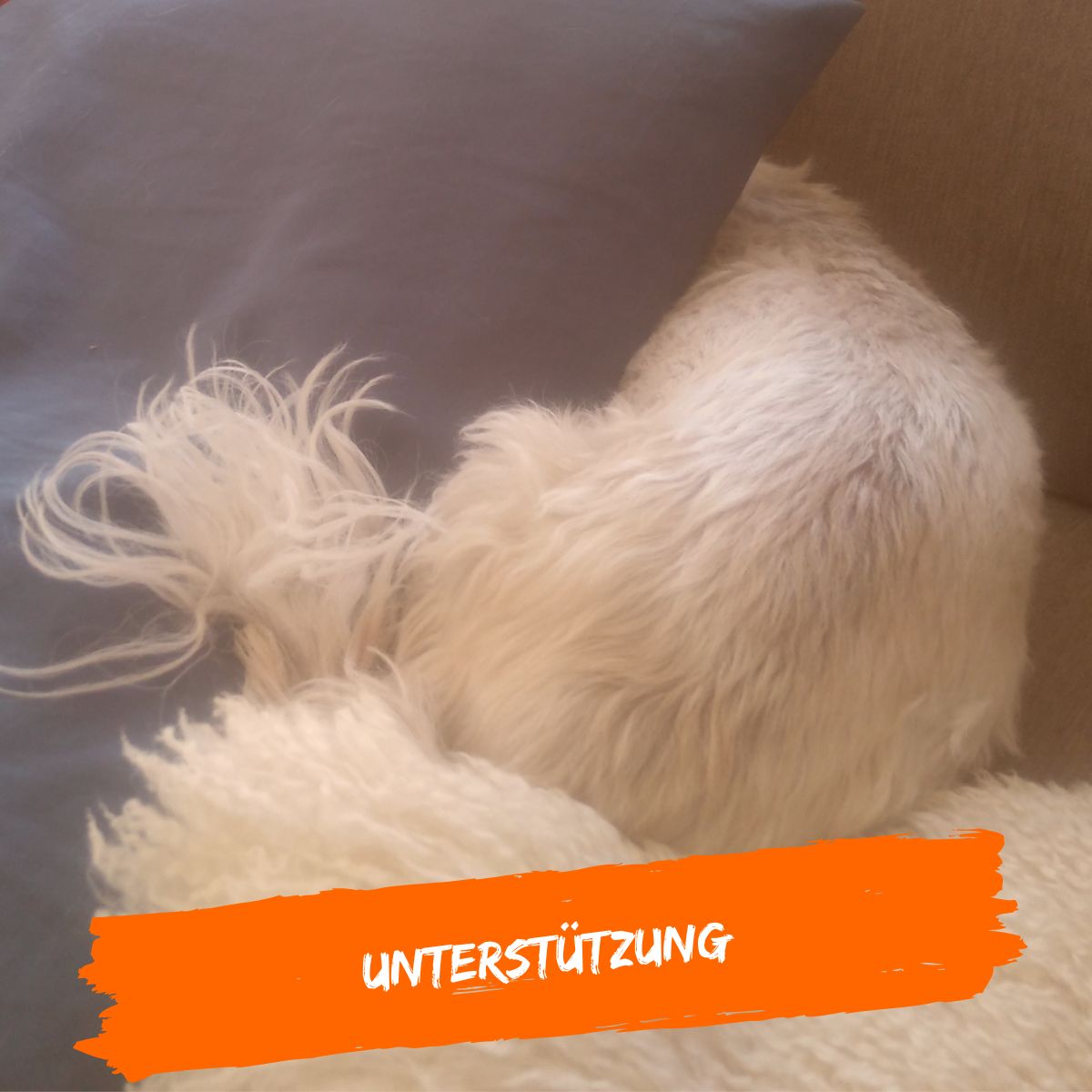 Wenn Ihr Hund Angst hat